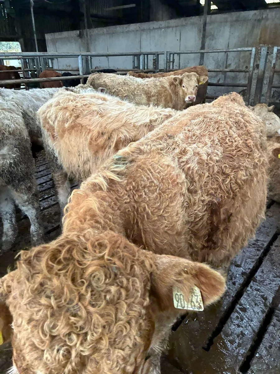 18 SUPER QUALITY CH BULL WEANLINGS - Image 2