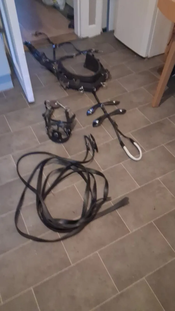 pony harness