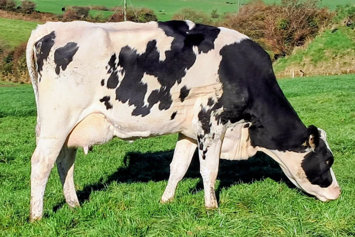 10 Autumn Freshly Calved Cows Dispersal Sale – IRL - Image 3