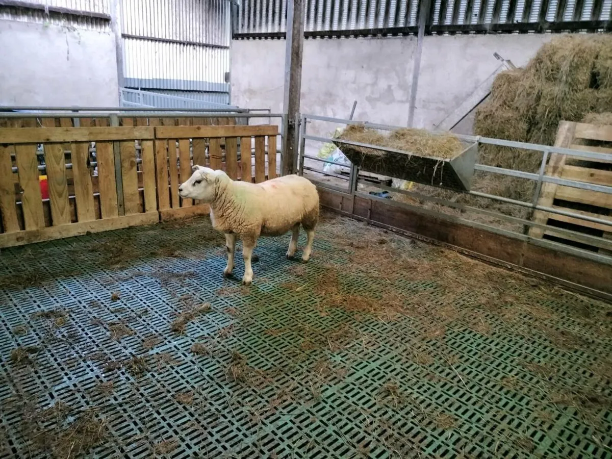 Texel Hogget Ram - Image 1