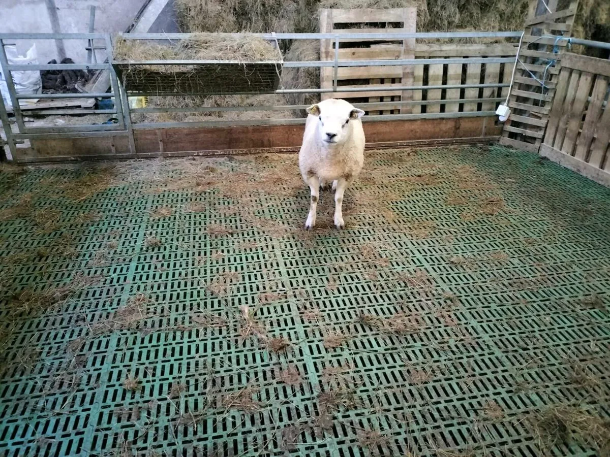 Texel Hogget Ram - Image 2