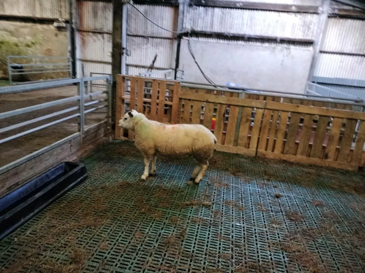 Texel Hogget Ram - Image 3