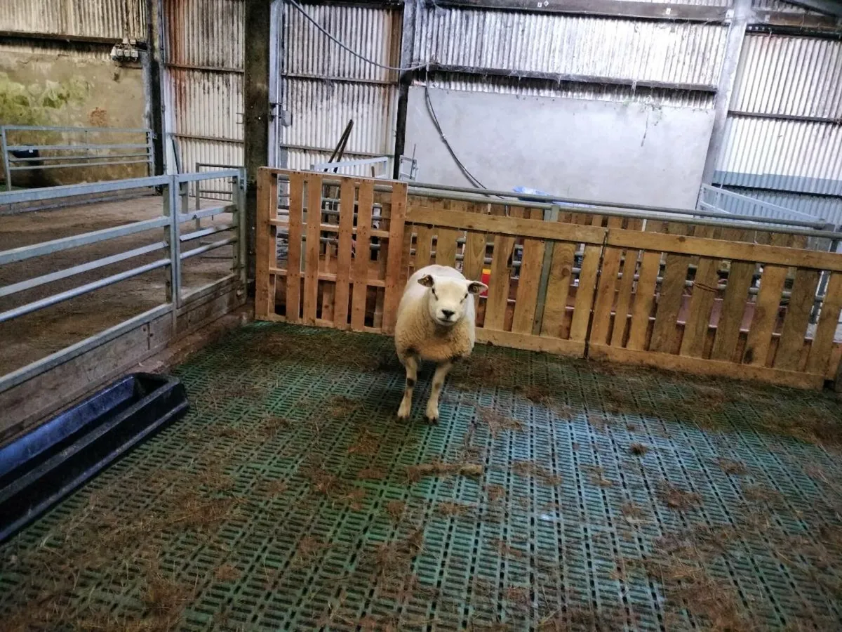 Texel Hogget Ram - Image 4