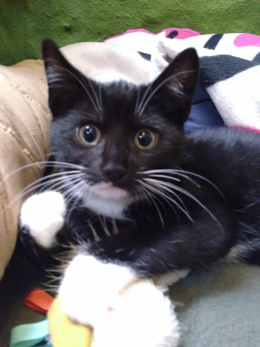 Male Kitten - Image 1