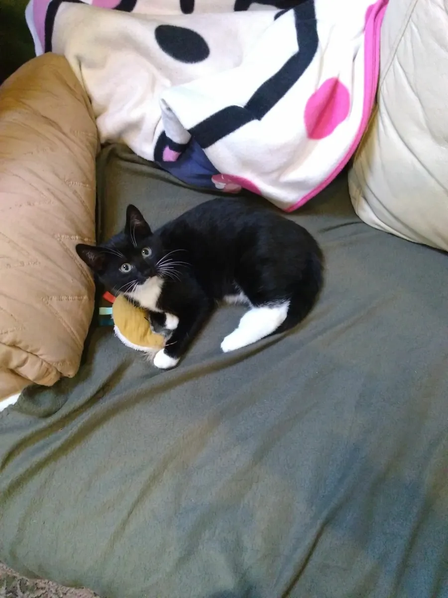 Male Kitten - Image 2