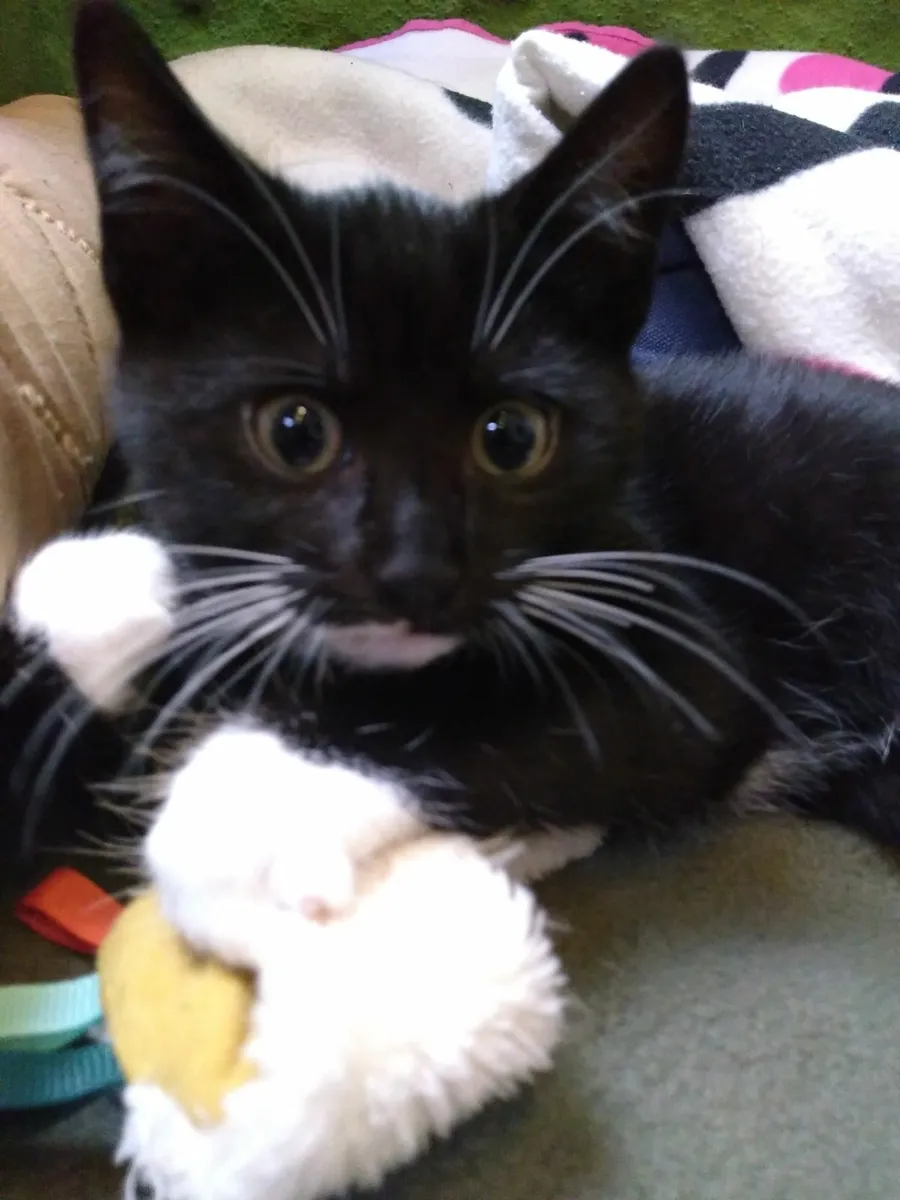 Male Kitten - Image 3