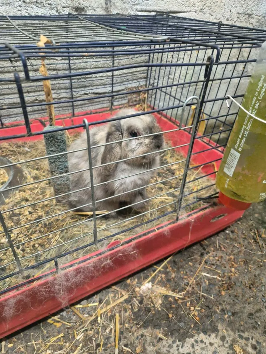 Rabbits for sale - Image 1