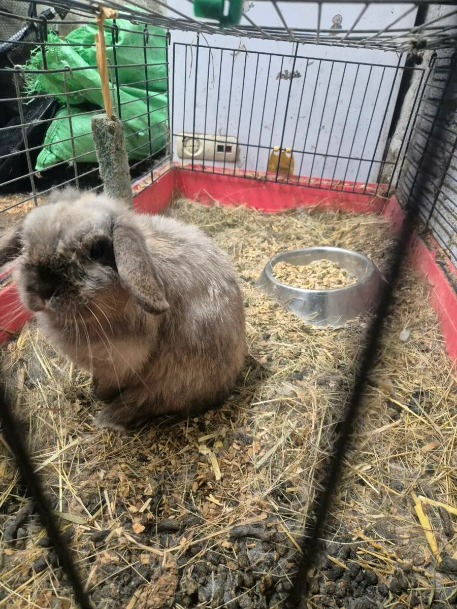 Rabbits for sale - Image 2