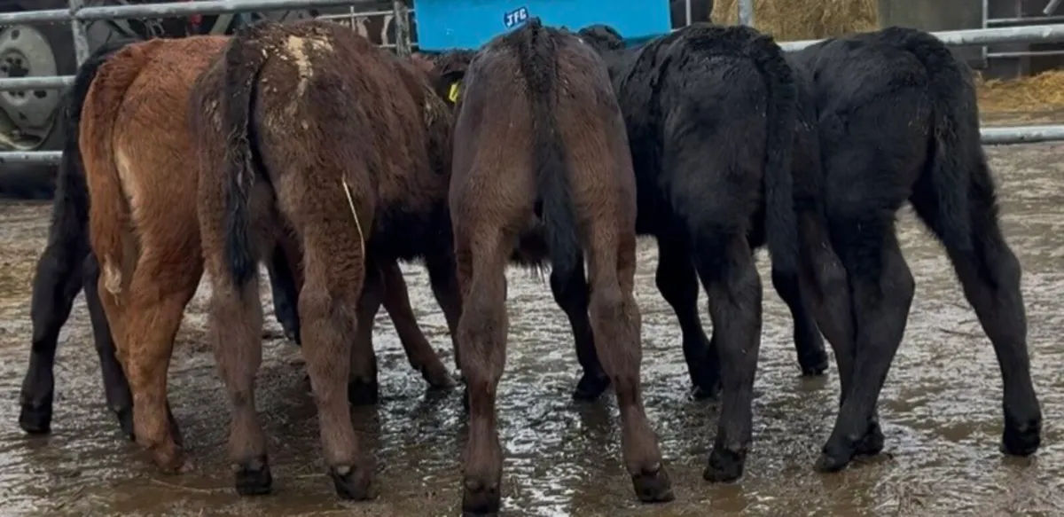 7 top class Lim bull calves - Image 1