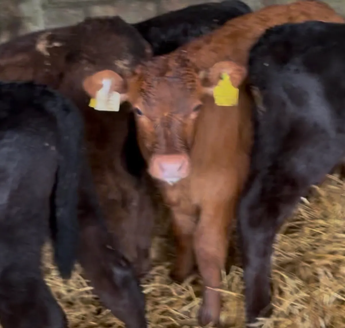 7 top class Lim bull calves - Image 2
