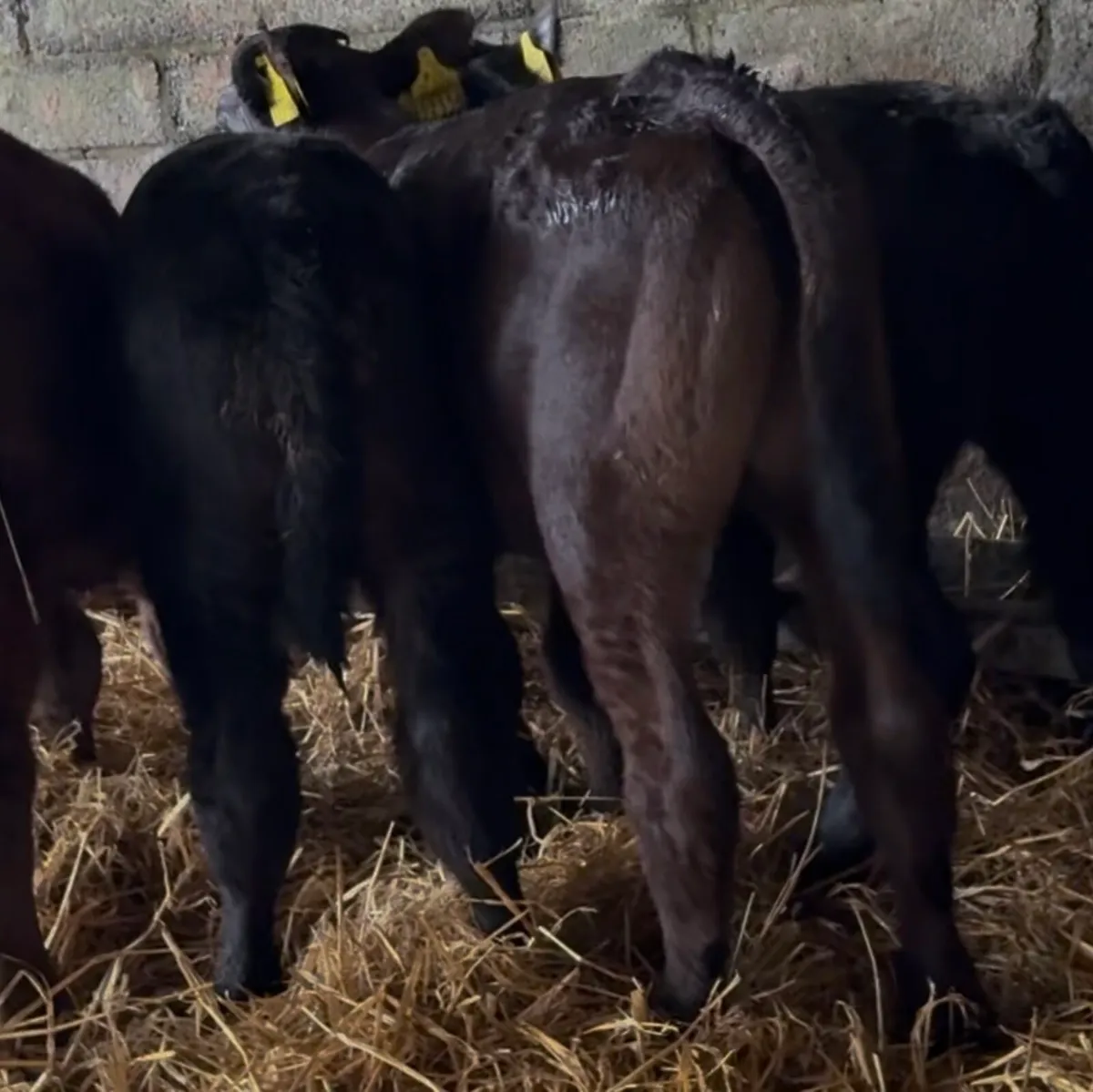7 top class Lim bull calves - Image 3