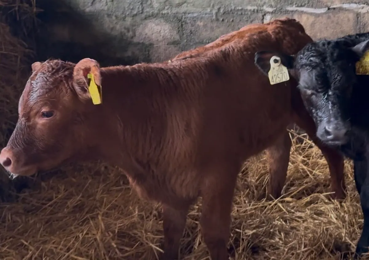 7 top class Lim bull calves - Image 4