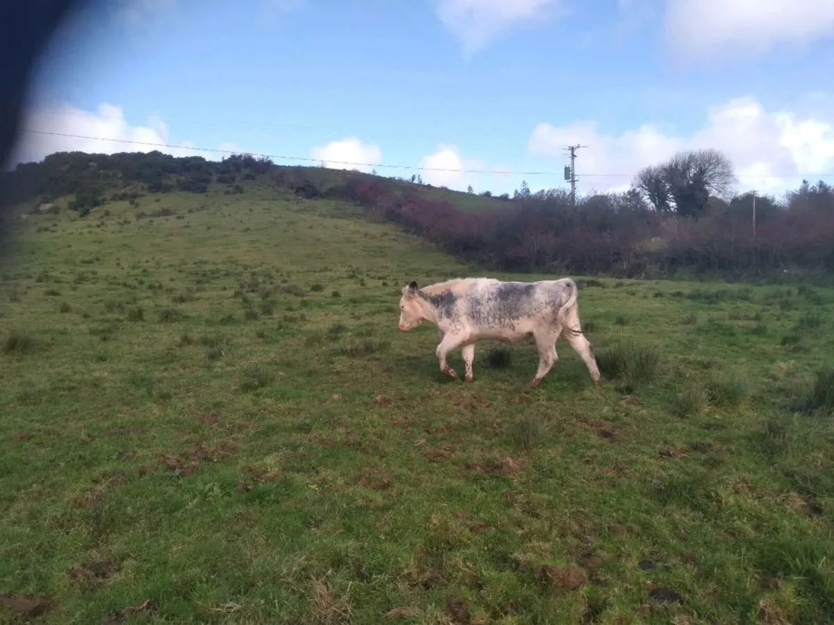 BB springers only 2 left - Image 3