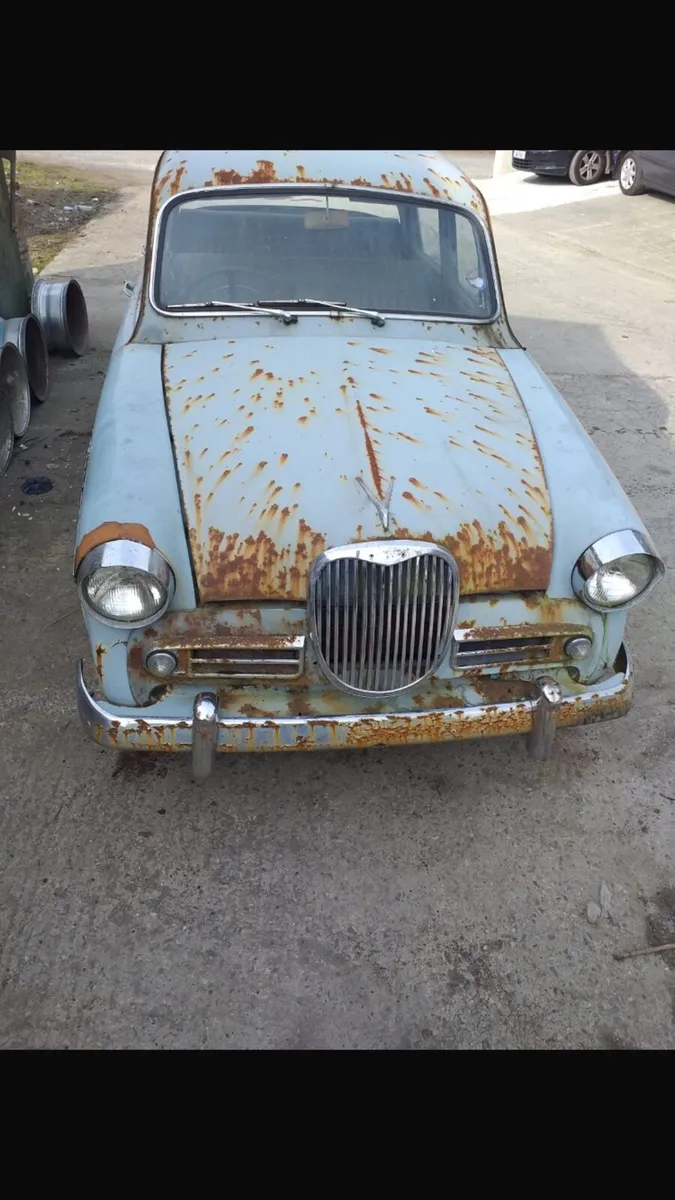 Hellman minks - Image 1