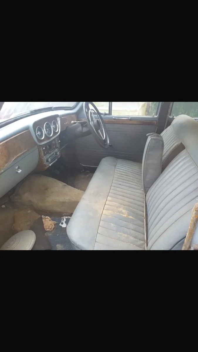 Hellman minks - Image 4