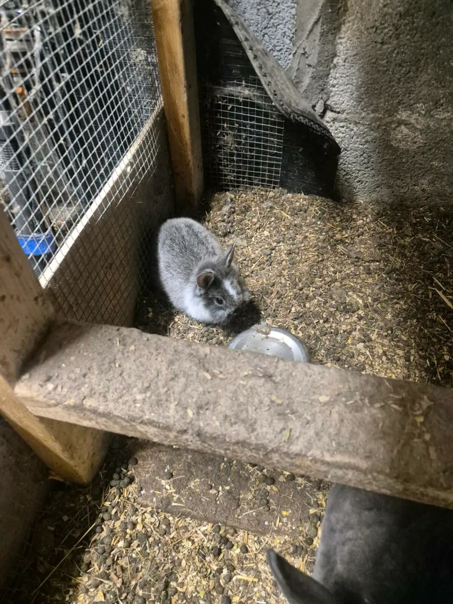 Rabbits for sale - Image 4