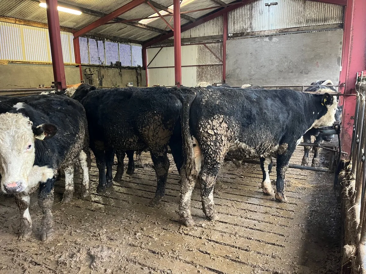 25 Angus & Hex bullocks - Image 1