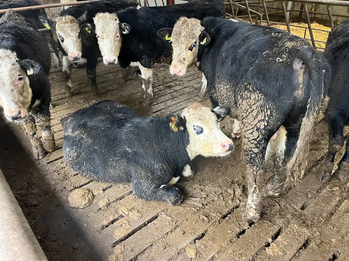 25 Angus & Hex bullocks - Image 3