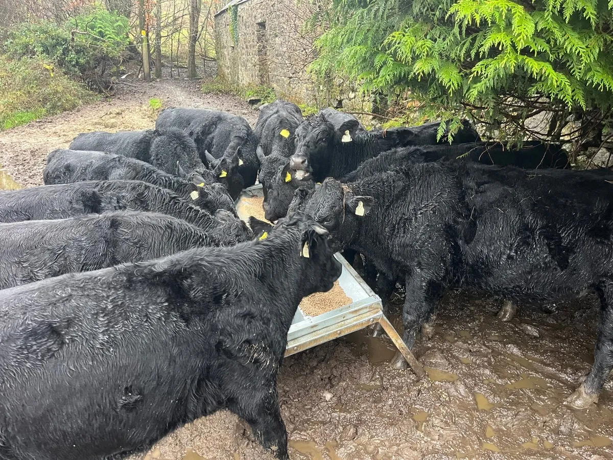 25 Angus & Hex bullocks - Image 4