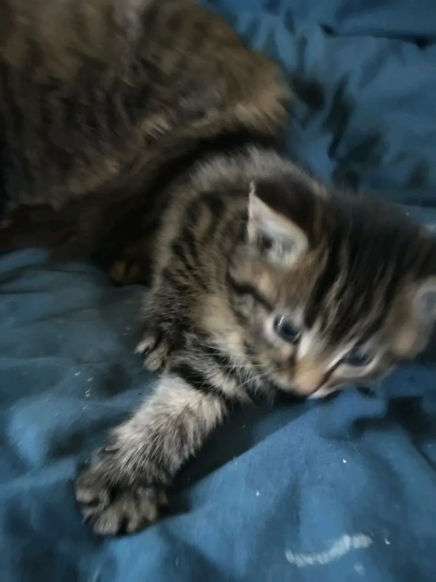 Kittens - Image 2