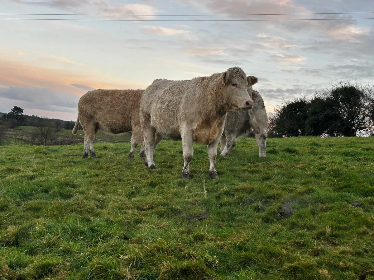 Three Super In-Calf Charolais Heifers - Image 3