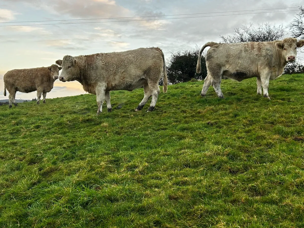 Three Super In-Calf Charolais Heifers - Image 4