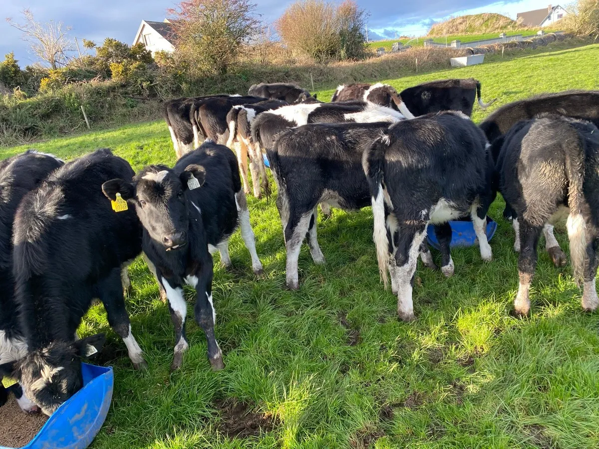 Fresian heifers - Image 2