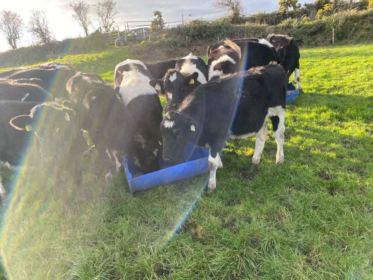 Fresian heifers - Image 4