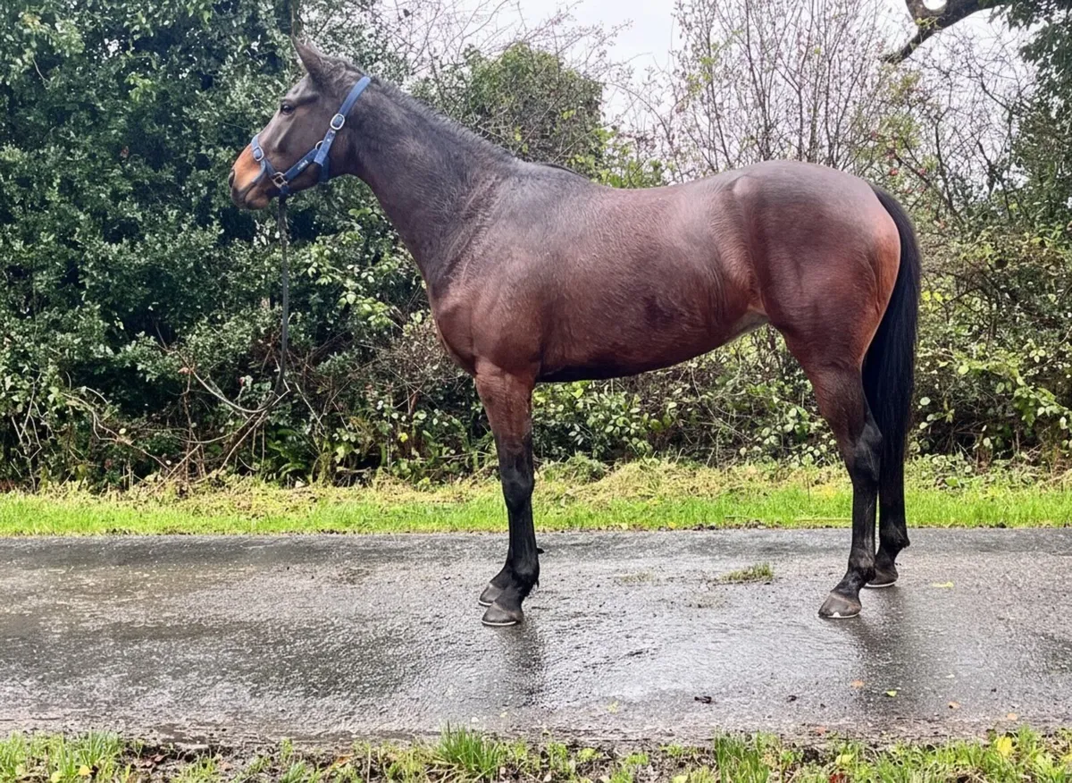 3YO Kew Gardens filly - Image 2