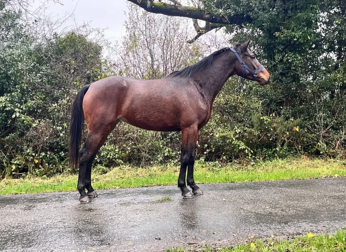 3YO Kew Gardens filly - Image 3