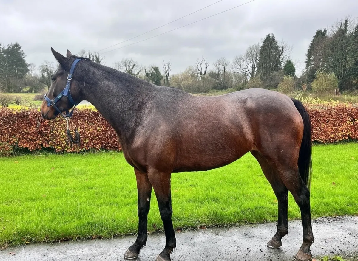 3YO Kew Gardens filly - Image 1