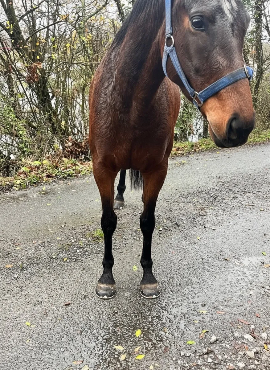 3YO Kew Gardens filly - Image 4