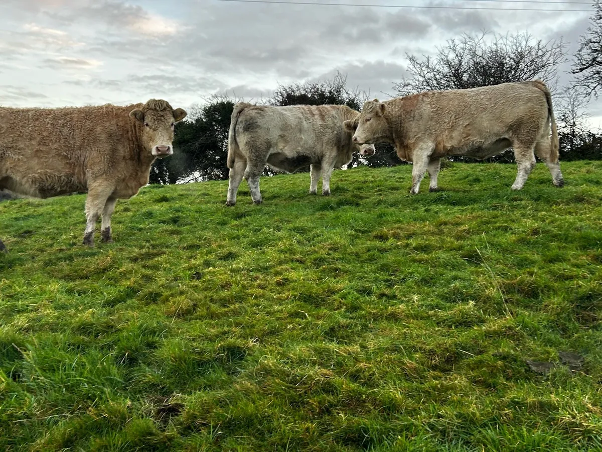 Three Super In-Calf Charolais Heifers - Image 1