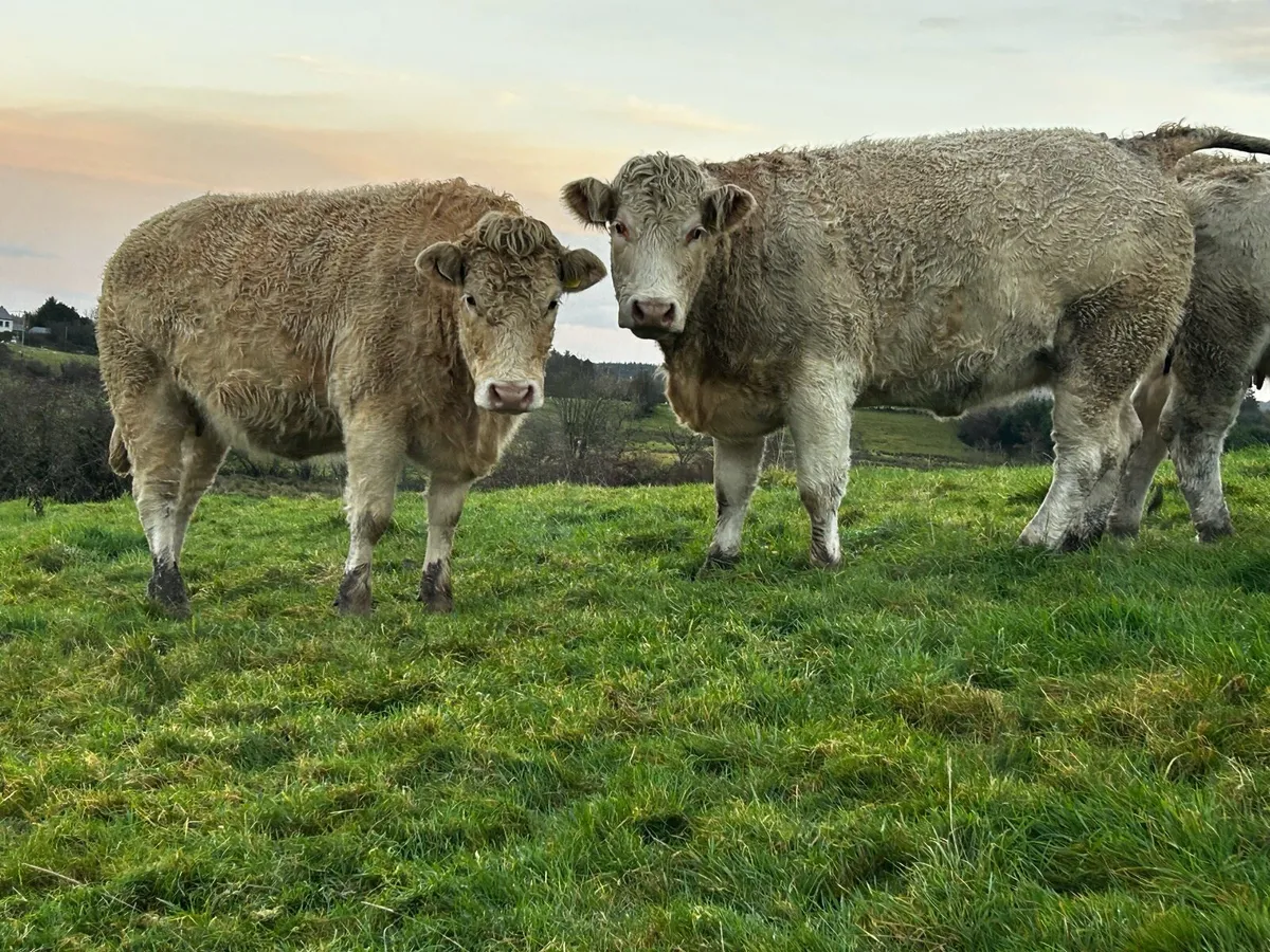 Three Super In-Calf Charolais Heifers - Image 2