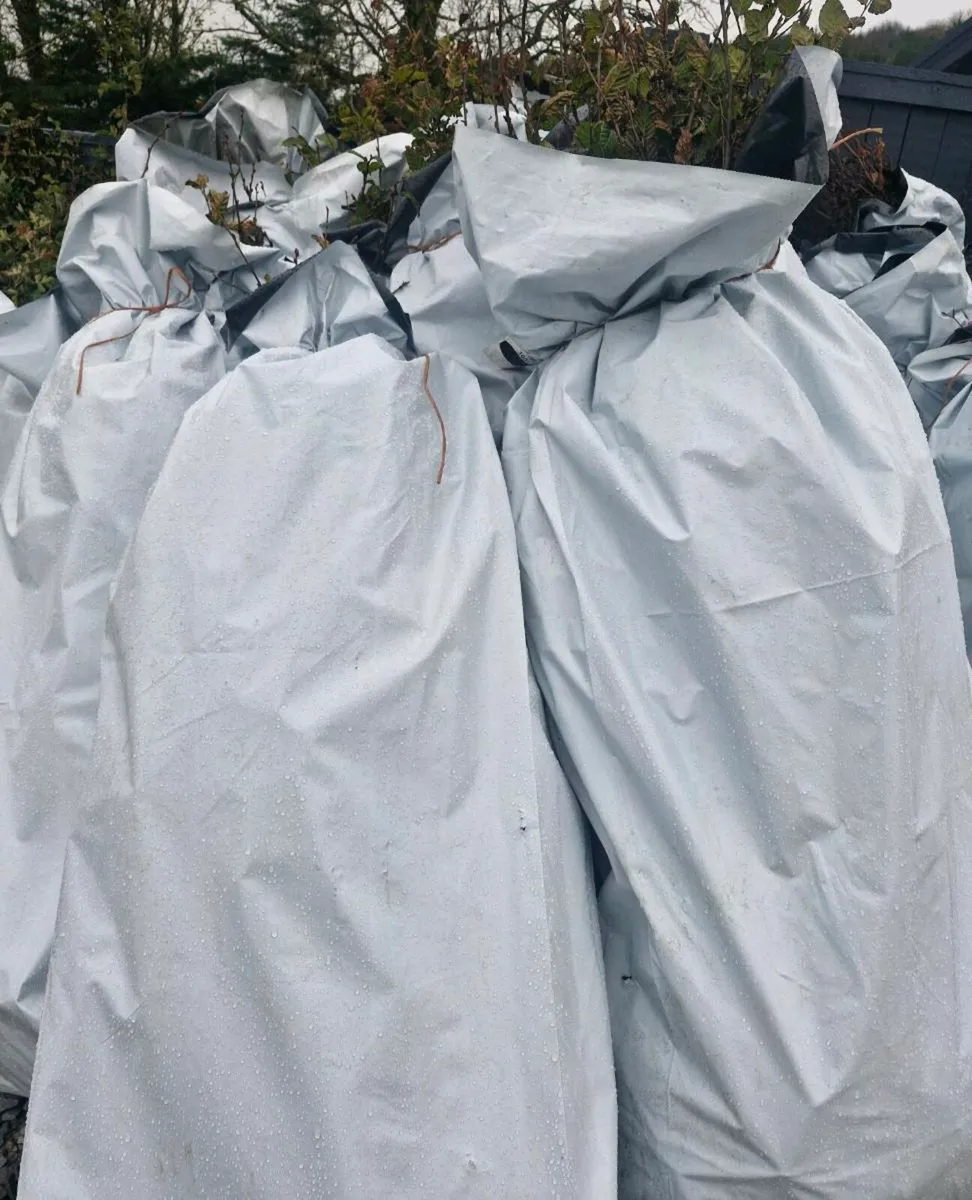 Bareroot 2 to 3 ft hornbeam for sale