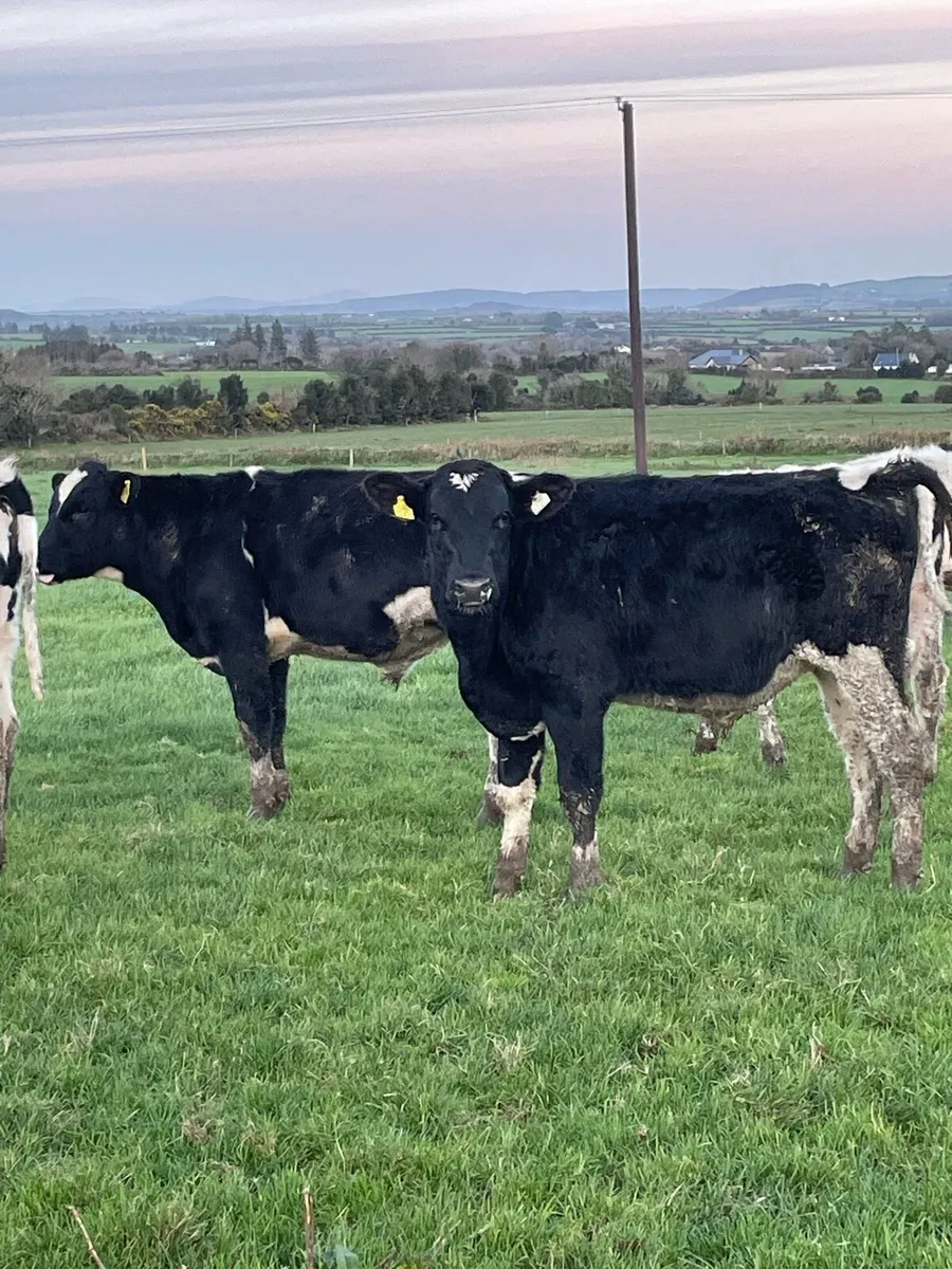 25 Freisian bull weanlings - Image 1