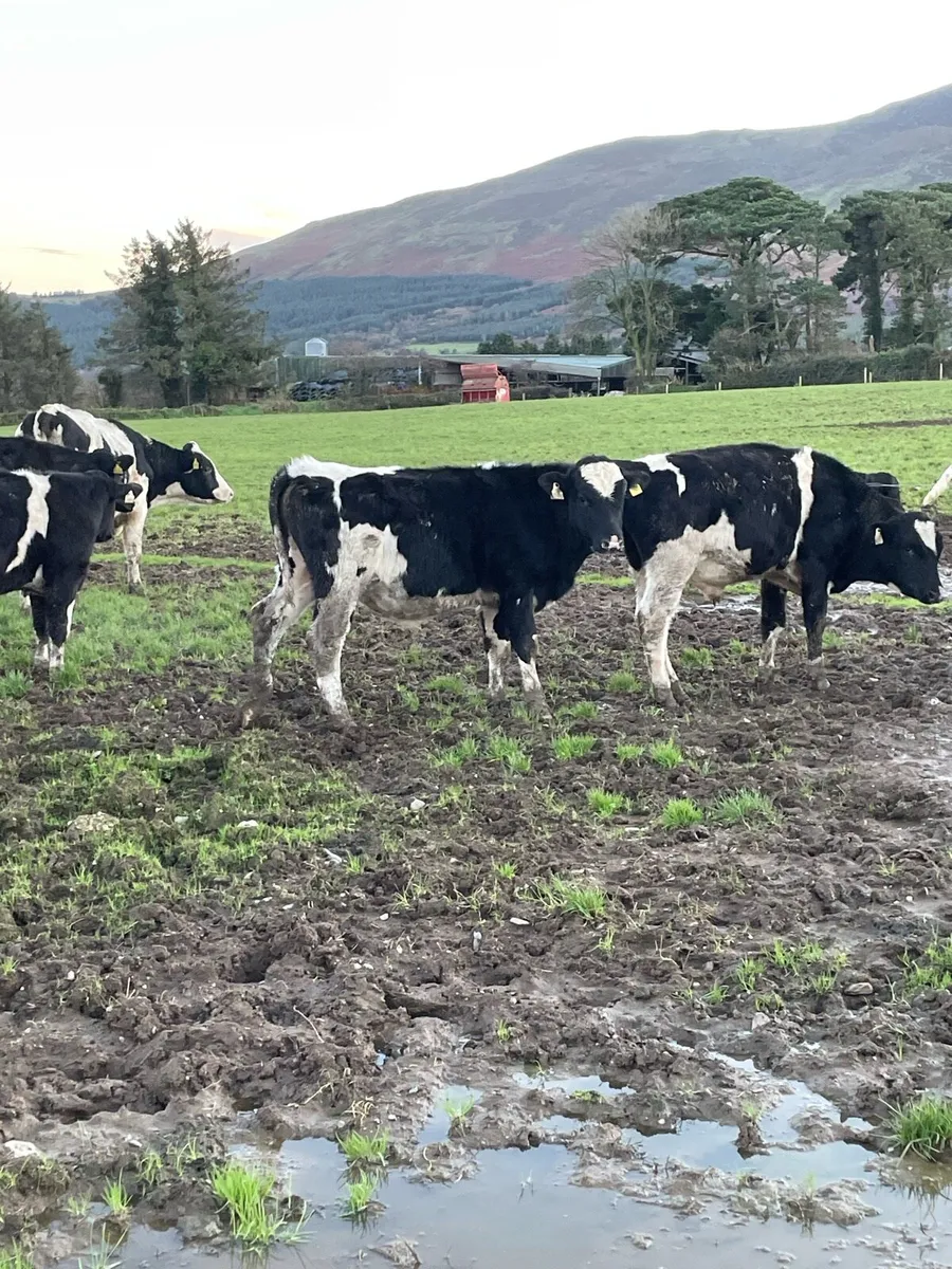 25 Freisian bull weanlings - Image 2