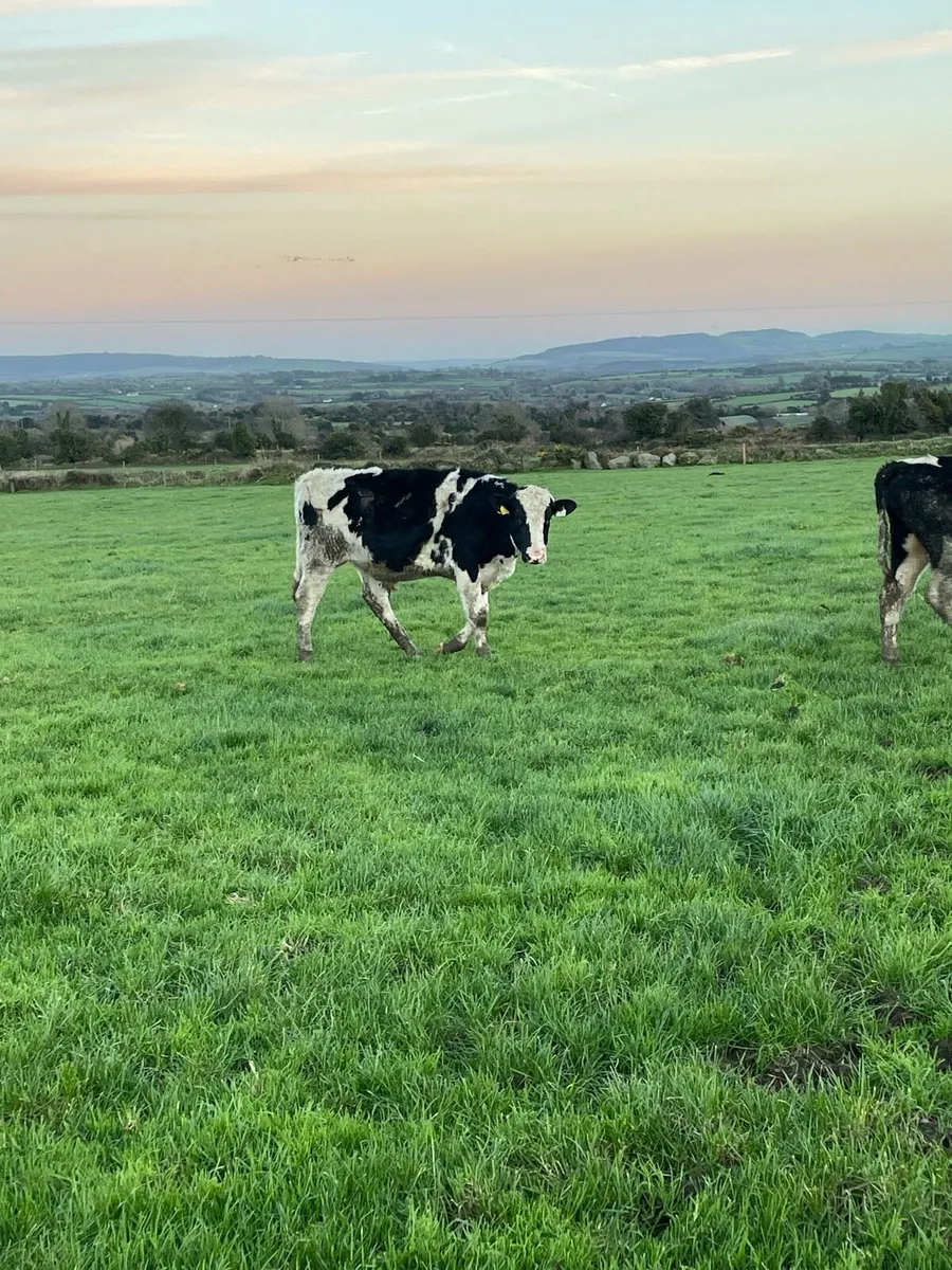 25 Freisian bull weanlings - Image 3