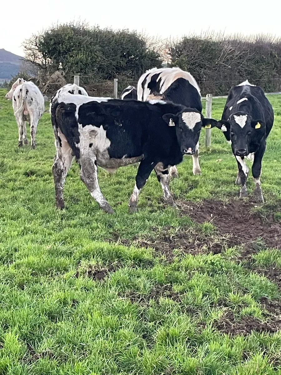 25 Freisian bull weanlings - Image 4