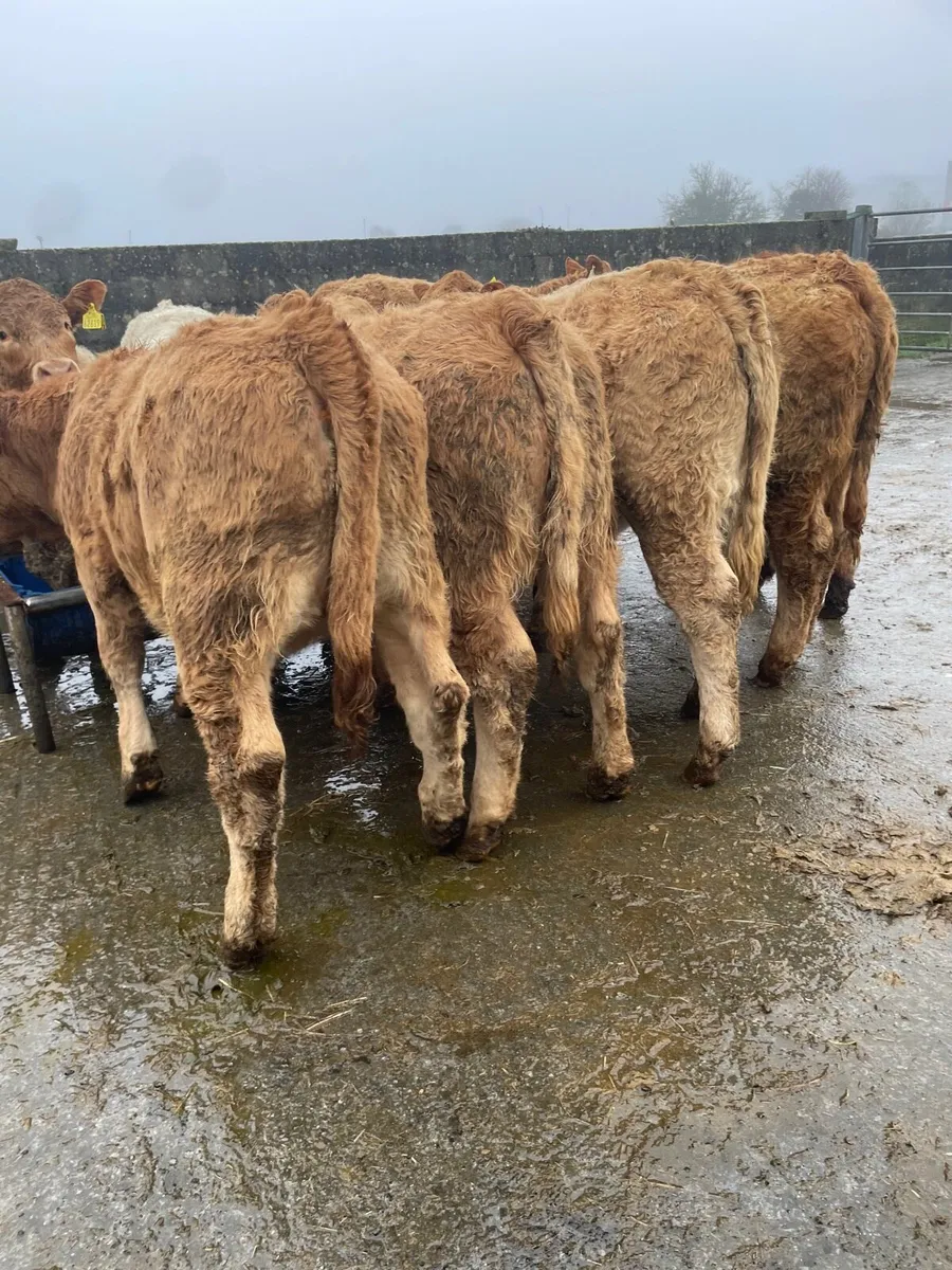 Charolais Heifer Weanlings - Image 1