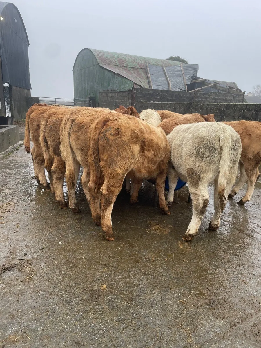 Charolais Heifer Weanlings - Image 2