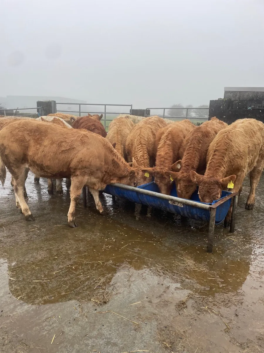 Charolais Heifer Weanlings - Image 3