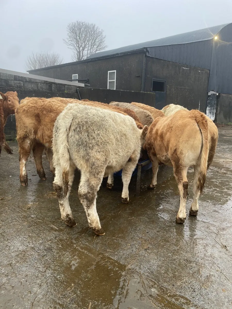 Charolais Heifer Weanlings - Image 4