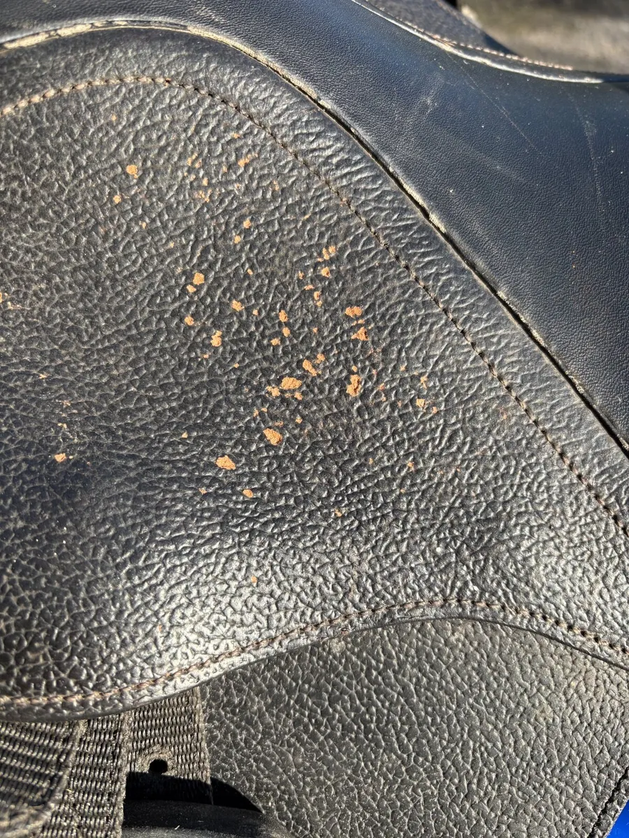 Pony Saddle and Bridle - Image 4