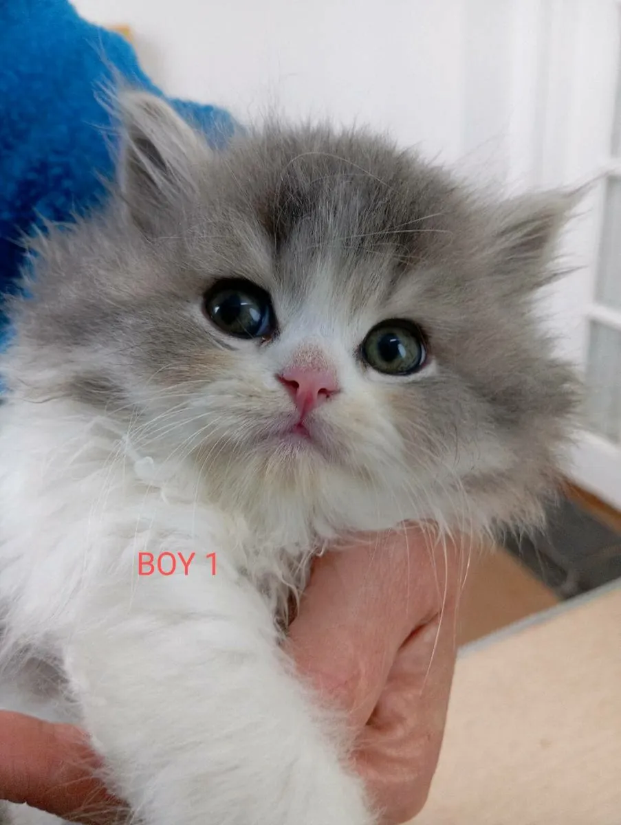 British longhair kittens - Image 1