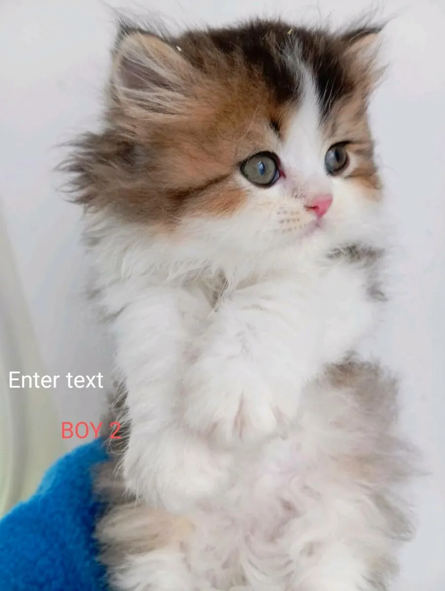 British longhair kittens - Image 2
