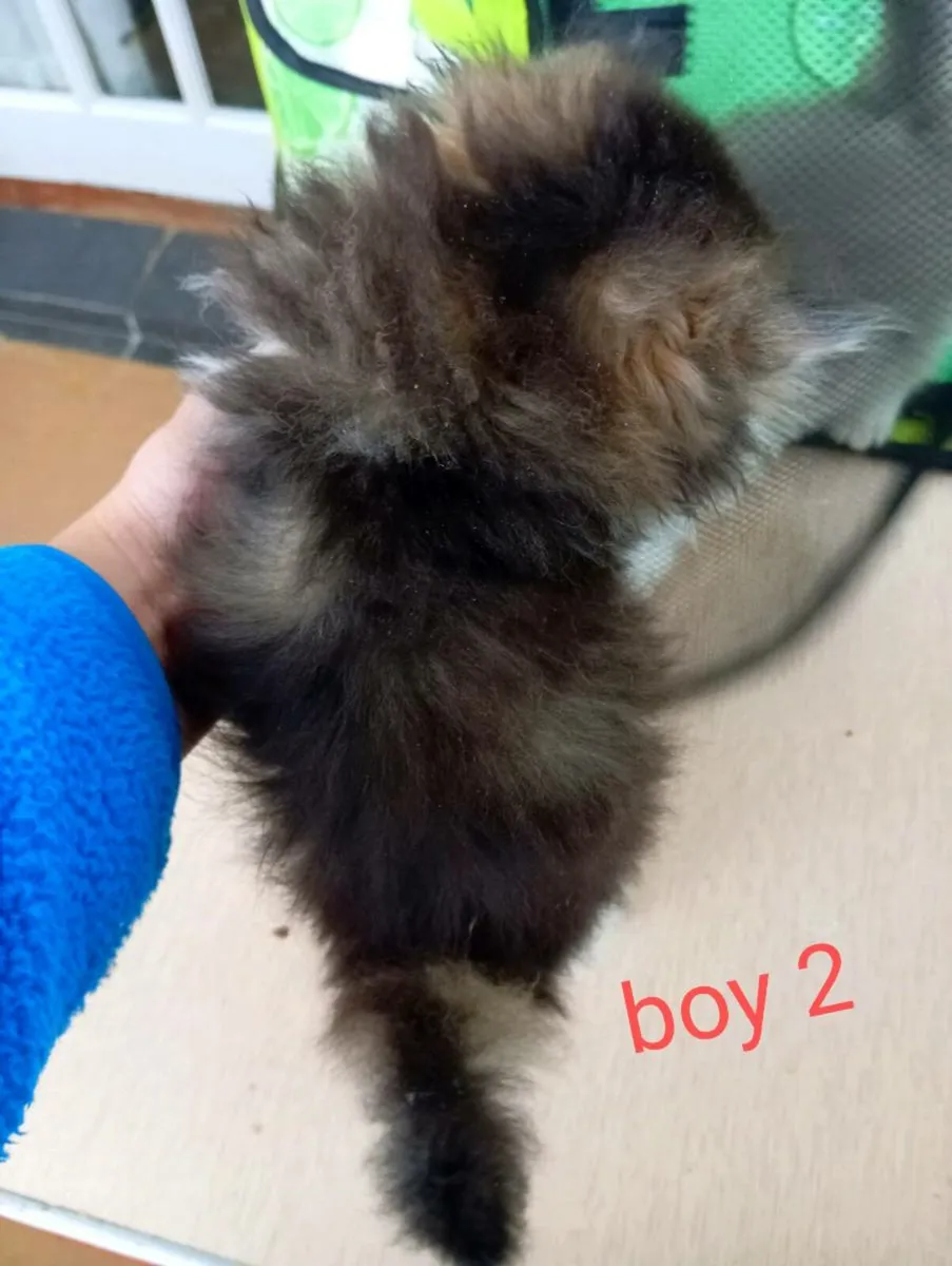 British longhair kittens - Image 3