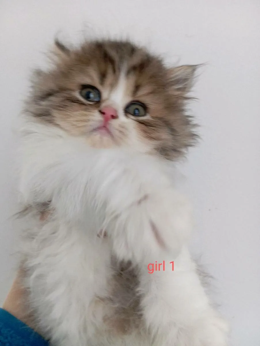 British longhair kittens - Image 4