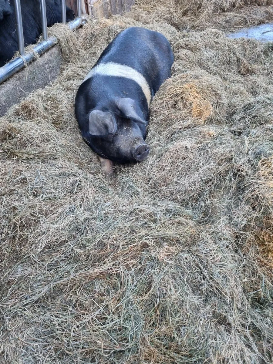 Sow for sale - Image 1