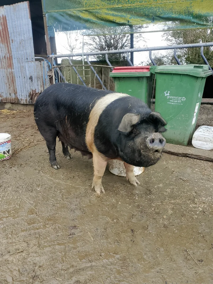 Sow for sale - Image 2